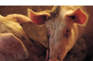Schweine